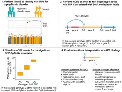 Role of DNA Methylation in Mediating Genetic Risk of Psychiatric Disorders